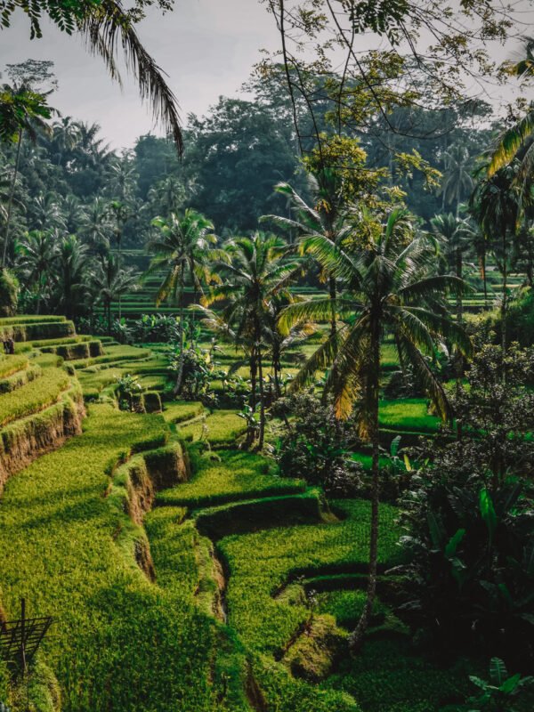 Rice paddies meet jungle on the trek phase of a school expedition to Bali
