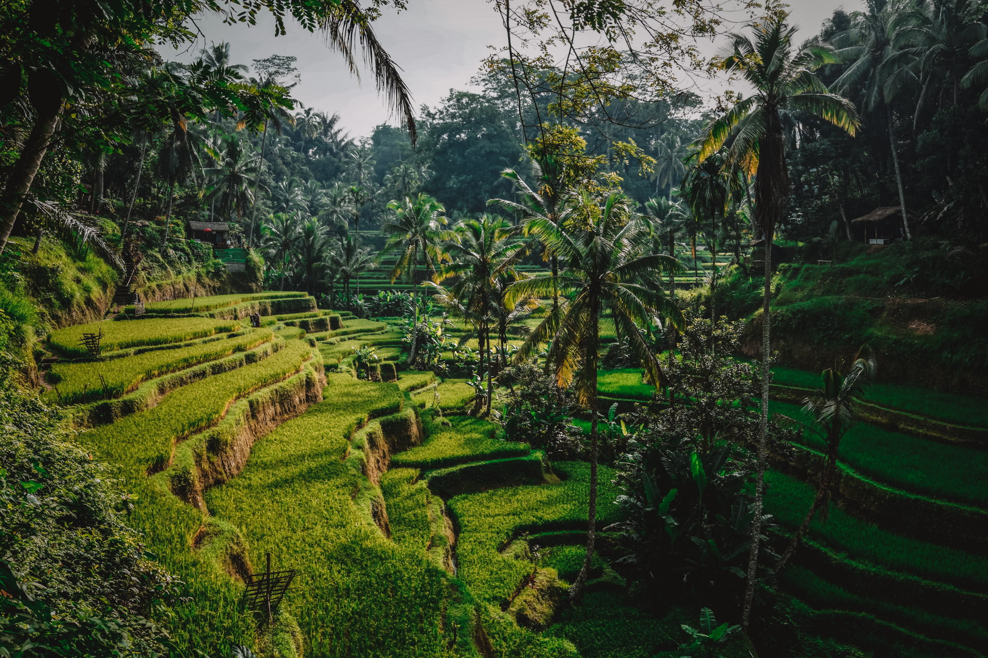 Rice paddies meet jungle on the trek phase of a school expedition to Bali