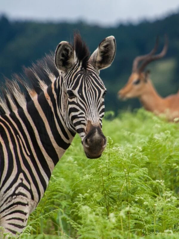 Zebras on safari on a school trip to eSwatini & Kruger