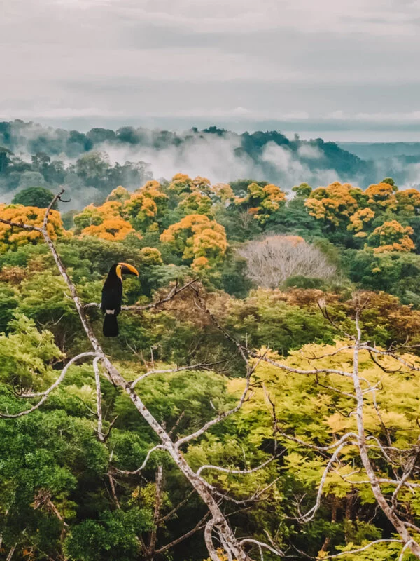 A bird in the Belize rainforest on a school trip