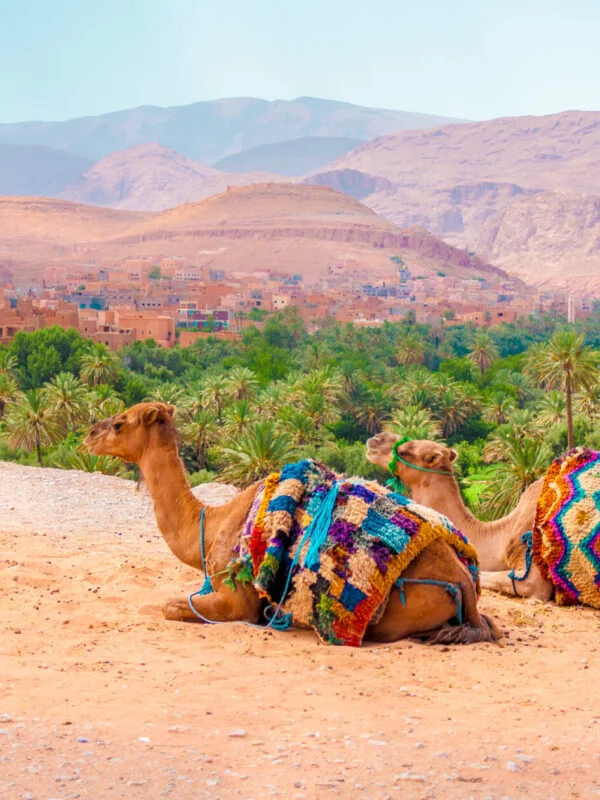 Camels resting on a hill in Morocco