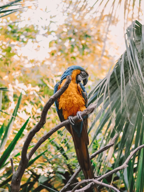 A parrot in the jungle during a school trip to Ecuador