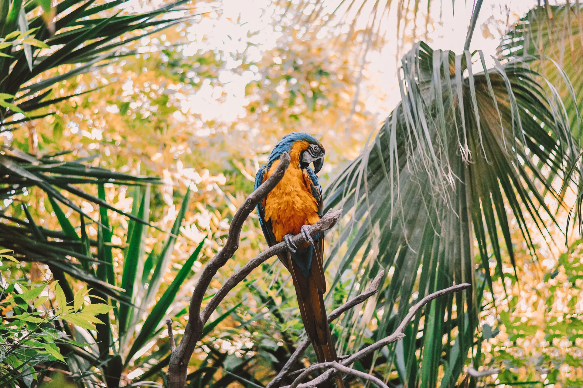 A parrot in the jungle during a school trip to Ecuador