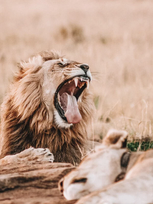 Lions on a school trip to eSwatini
