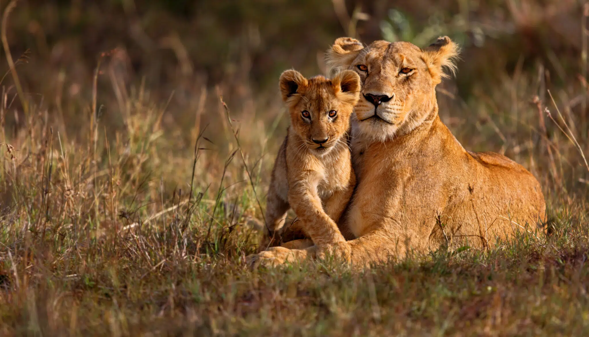 Lions on a safari during a school expedition in eSwatini