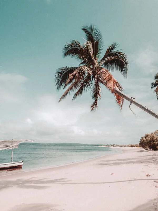 A palm tree lined beach in Mozambique