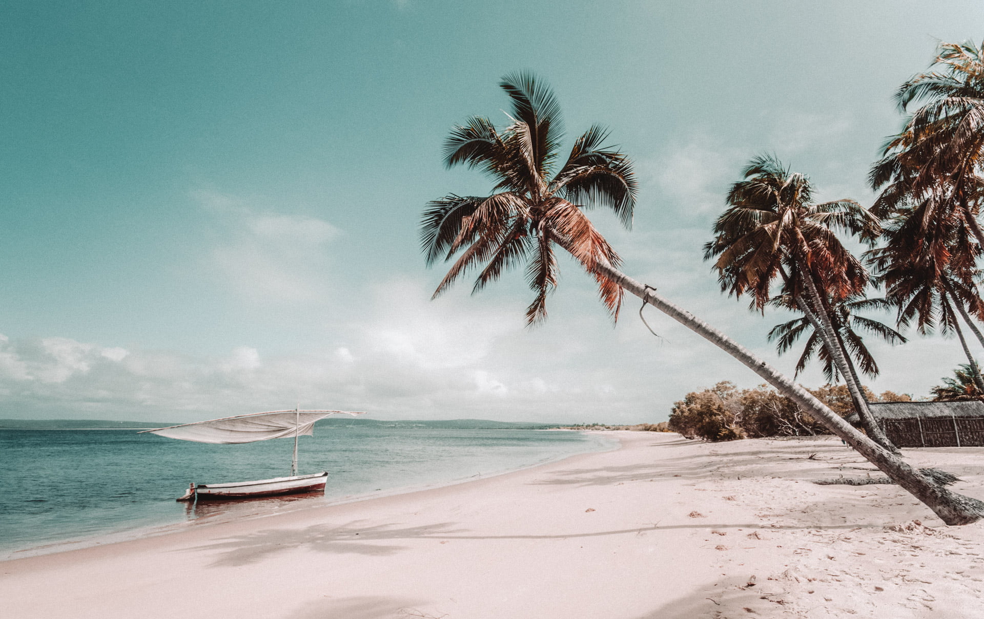 A palm tree lined beach in Mozambique