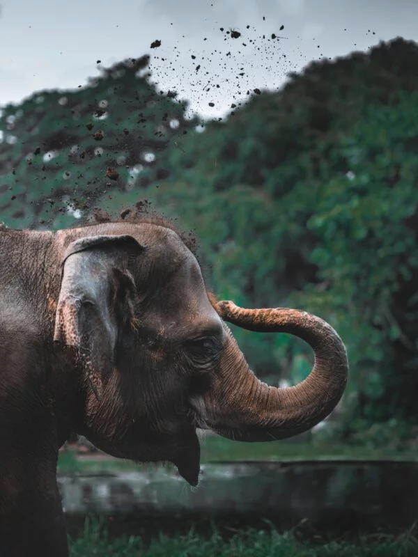 An elephant throwing soil in Cambodia