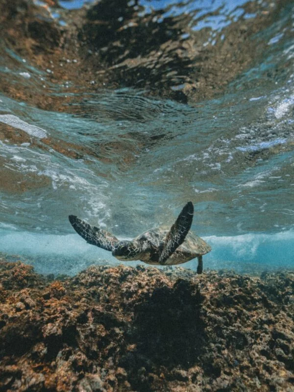 A sea turtle swimming off the coast of Costa Rica