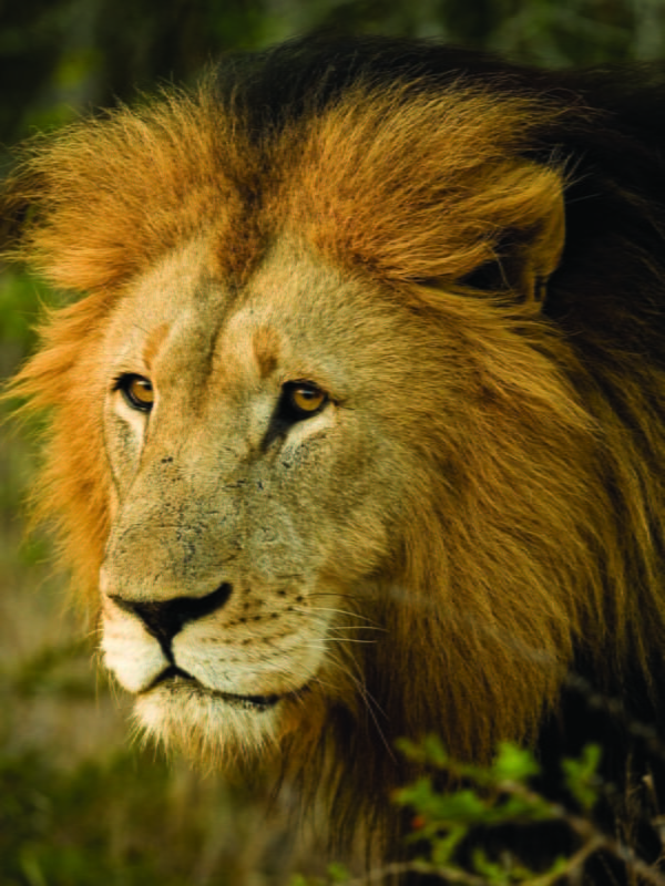 A lion while on safari in eSwatini on a school expedition
