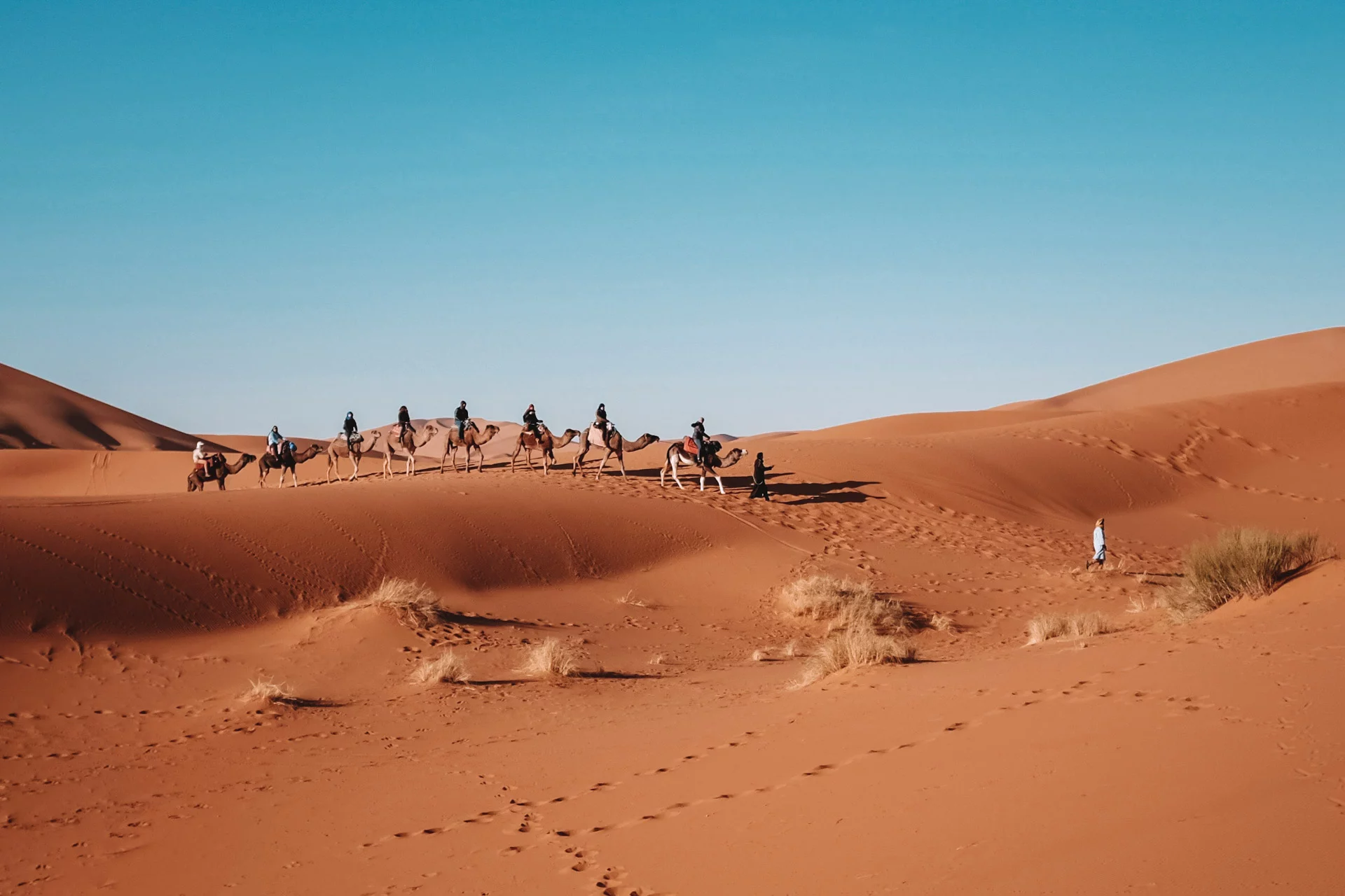 Students on camel backs trekking through the desert in Morocco