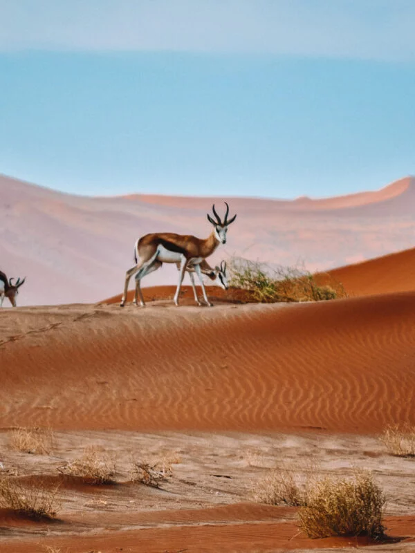 Animals while trekking through the desert of Namibia on a school trip