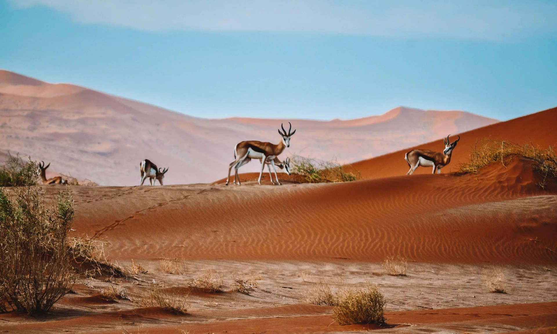 Animals while trekking through the desert of Namibia on a school trip