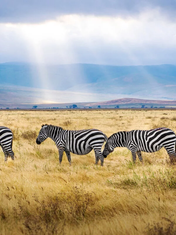 A heard of Zebra on safari in Northern Tanzania