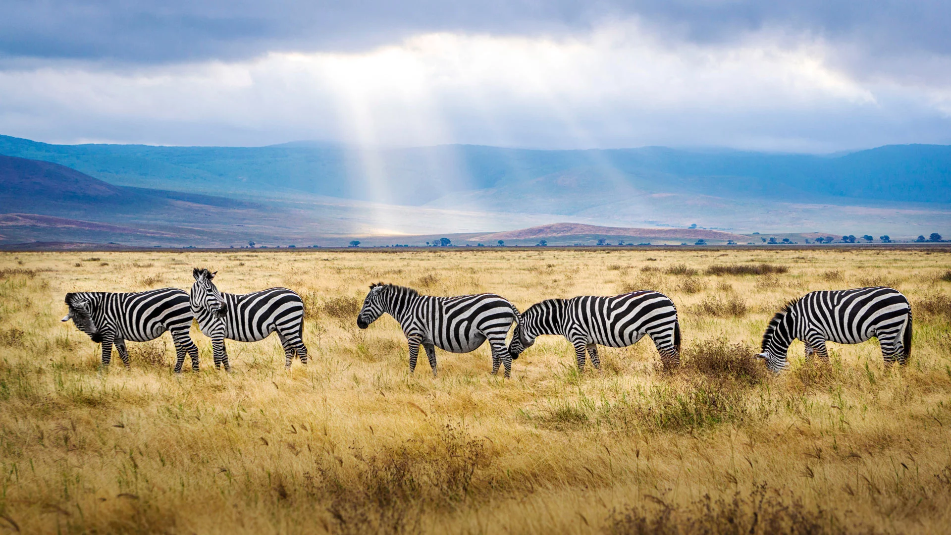 A heard of Zebra on safari in Northern Tanzania
