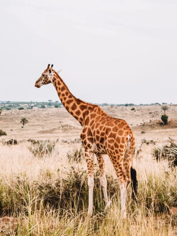 A giraffe on safari during a school expedition