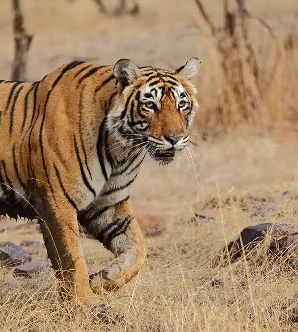 A tiger in Ranthambore National Park India