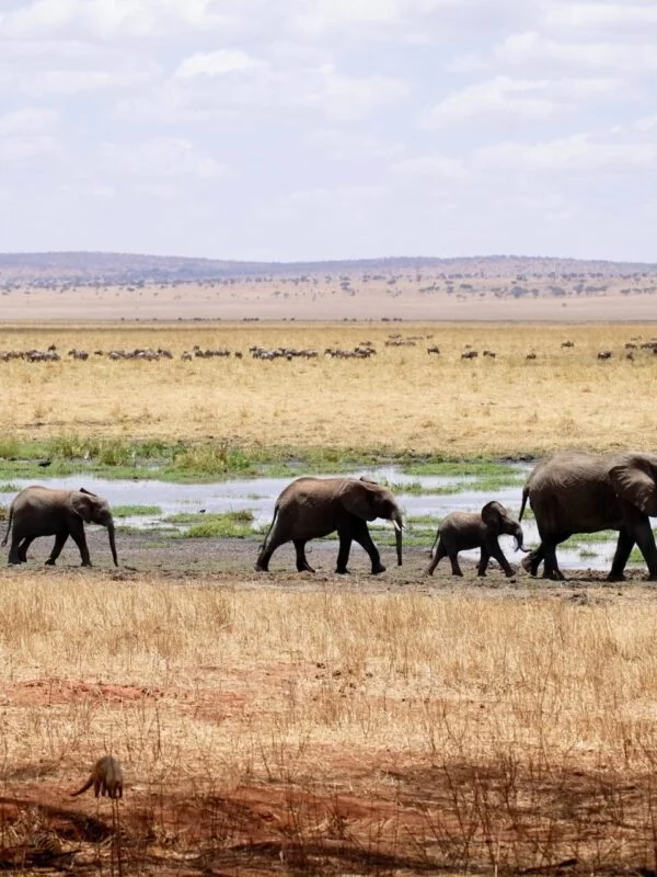 A herd of elephants on safari in Northern Tanzania