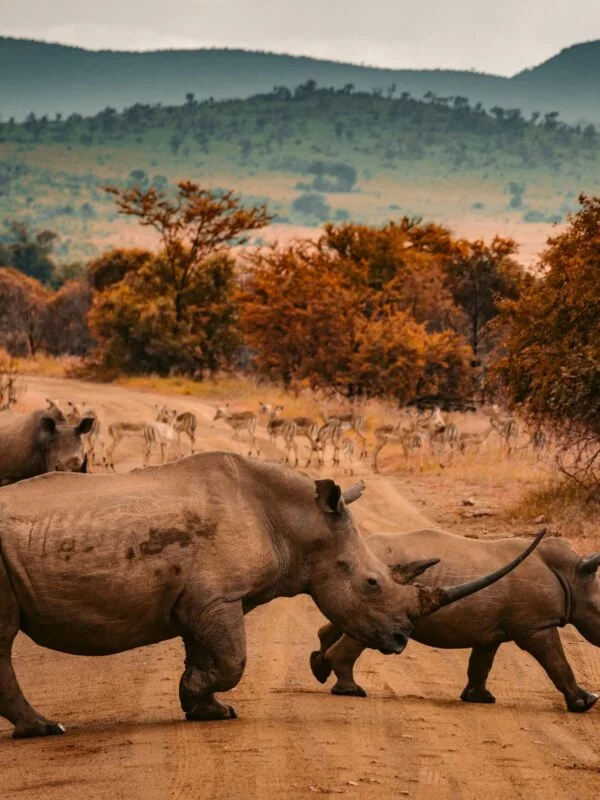 Rhinos on a school trip to eSwatini