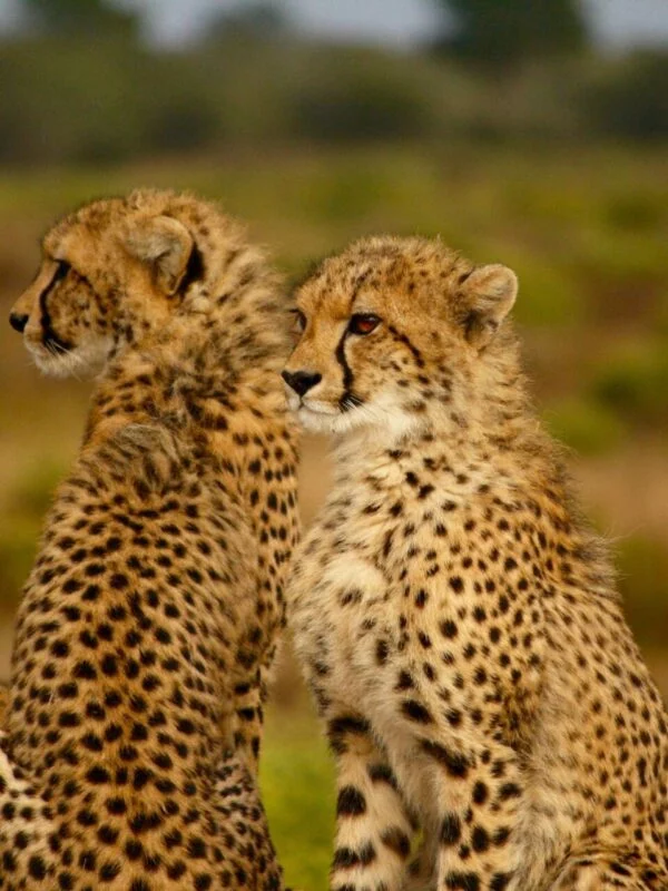 Cheetahs on safari on a school trip to eSwatini & Kruger