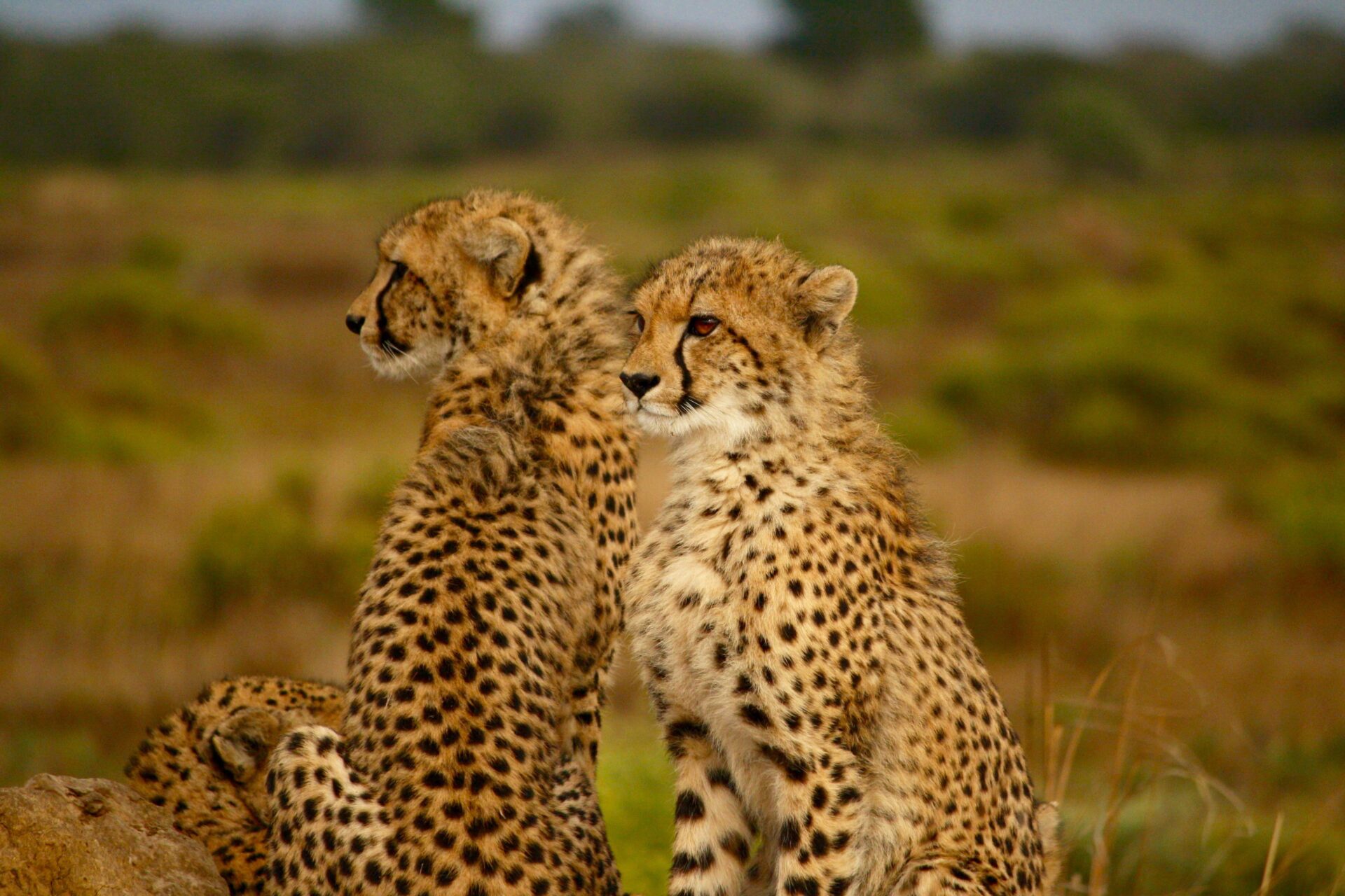 Cheetahs on safari on a school trip to eSwatini & Kruger