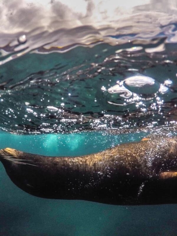 A seal swimming in the sea in Ecuador & Galapagos