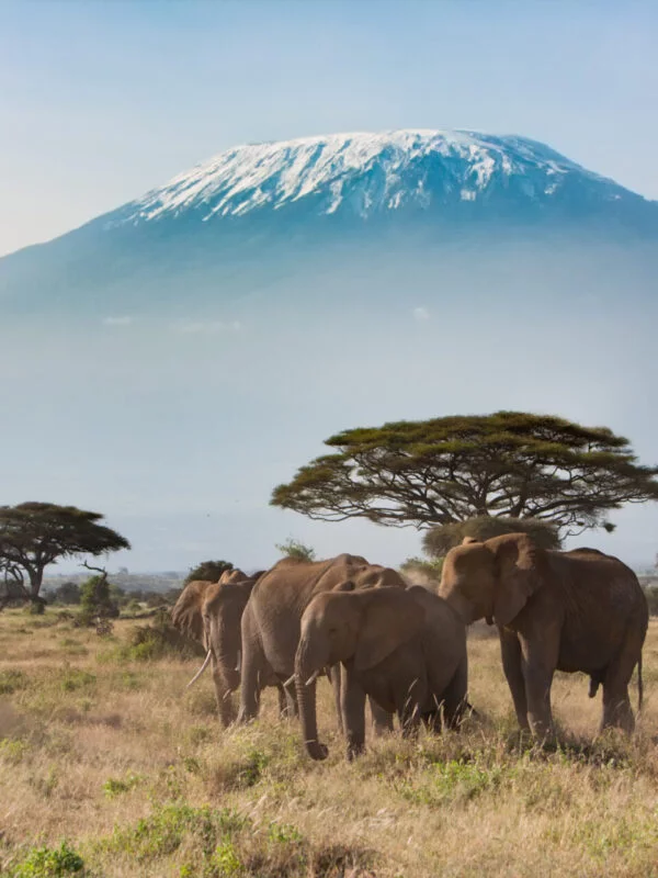 Grazing elephants on safari in Southern Tanzania
