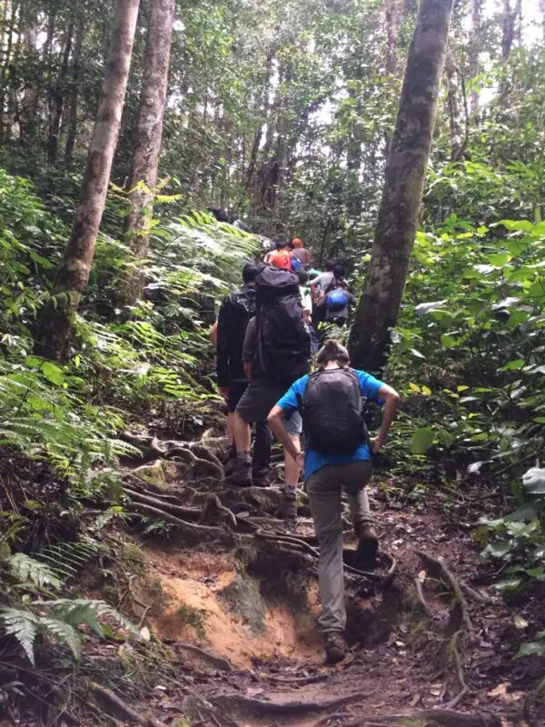 A school group hiking through the Cameron Highlands in Malaysia