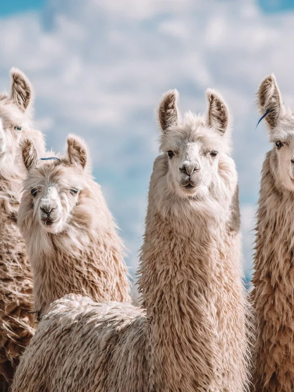 A group of llamas on a hike in Southern Peru