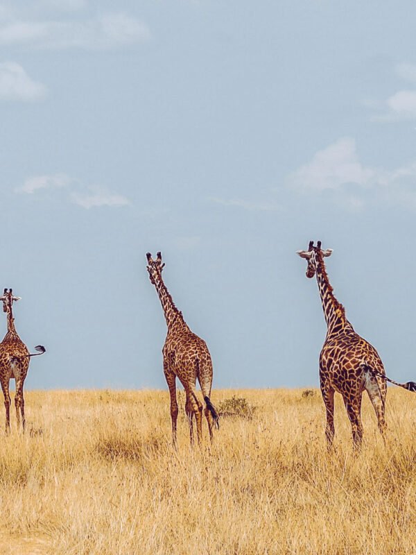 Giraffes on safari in Southern Tanzania on a school trip