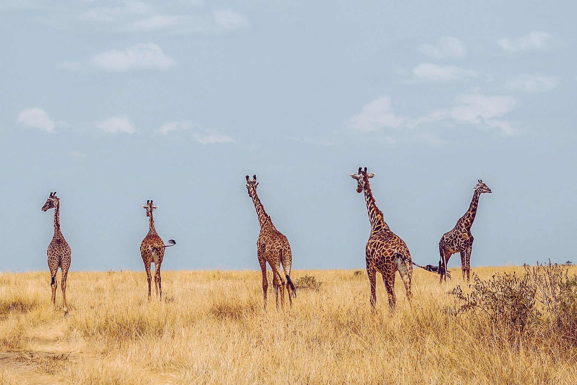 Giraffes on safari in Southern Tanzania on a school trip