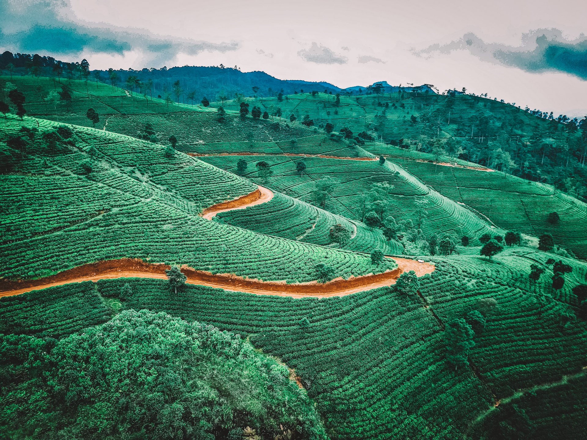 Trekking through a tea plantation in Sri Lanka on a school expedition